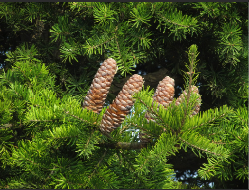 江南油杉海南个体001