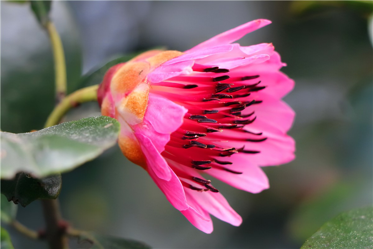 红花荷海南个体001