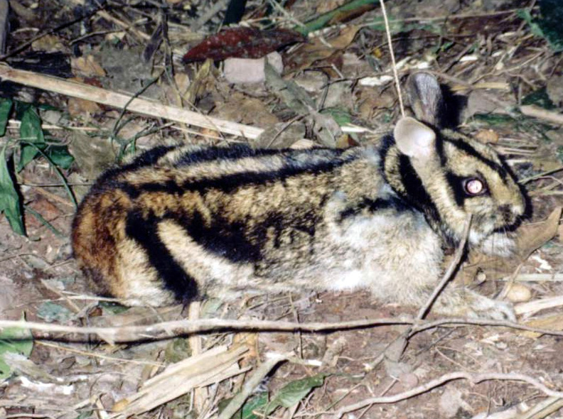  p>苏门答腊纹兔(学名: i>nesolagus netscheri /i>):兔科,纹兔属动物