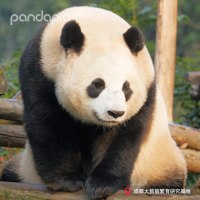  p data-id="tlpl7h5ffoce">文莉,雌性大熊猫,谱系号761.