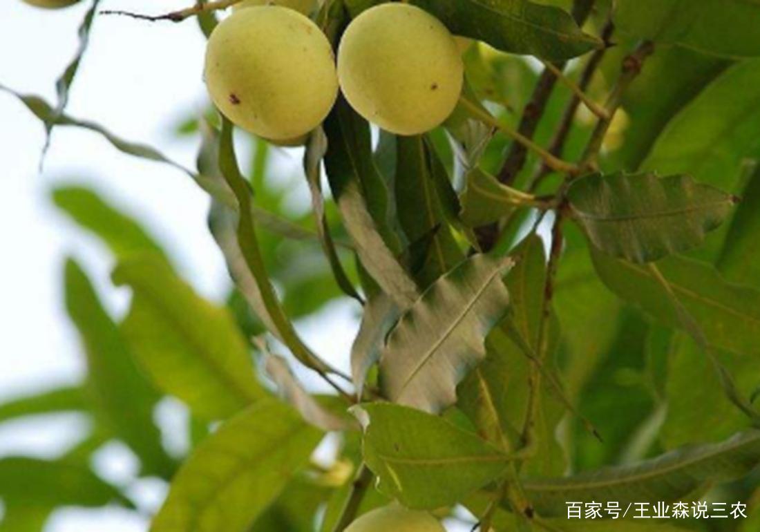 了解扁桃对环境的要求，根据其生长习性，提高栽培效率_百科TA说