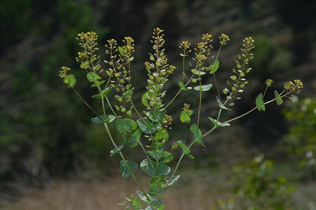  p>抱茎独行菜( i>lepidium perfoliatum  /i>linnaeus)是十字花科