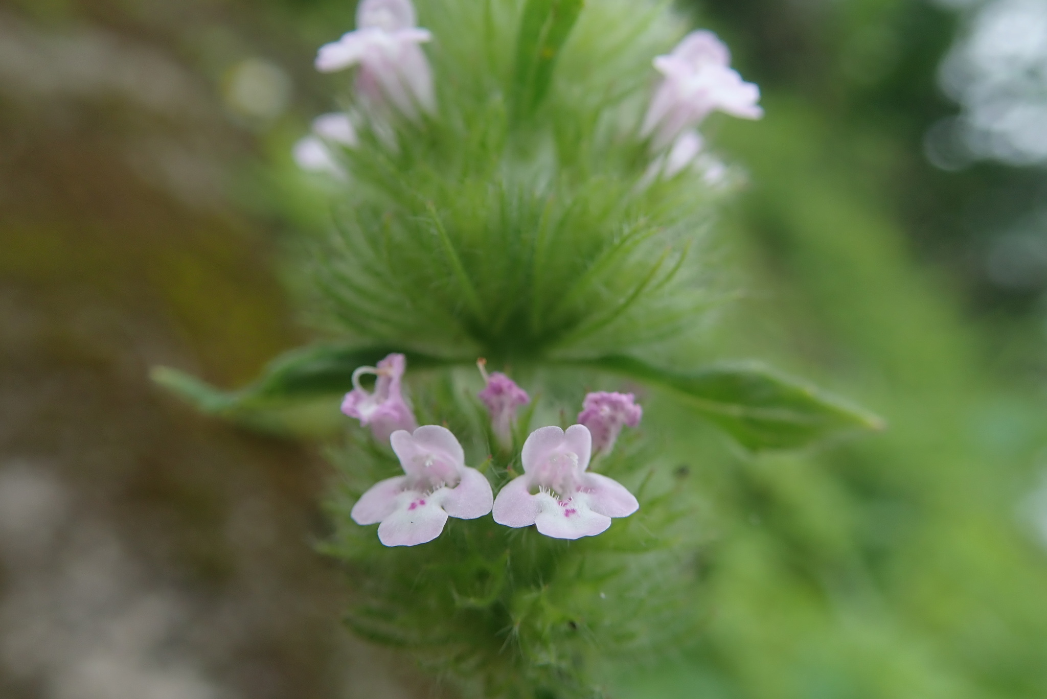 kuntze)是唇形科风轮菜属多年生草本植物,高1米.