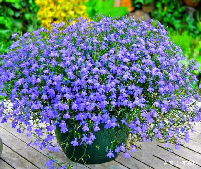 这6种花卉很好养，养成大花球_百科TA说