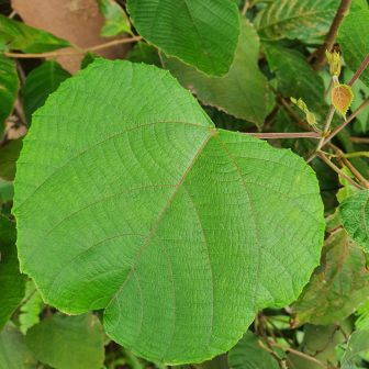 Macaranga trichocarpa_百度百科