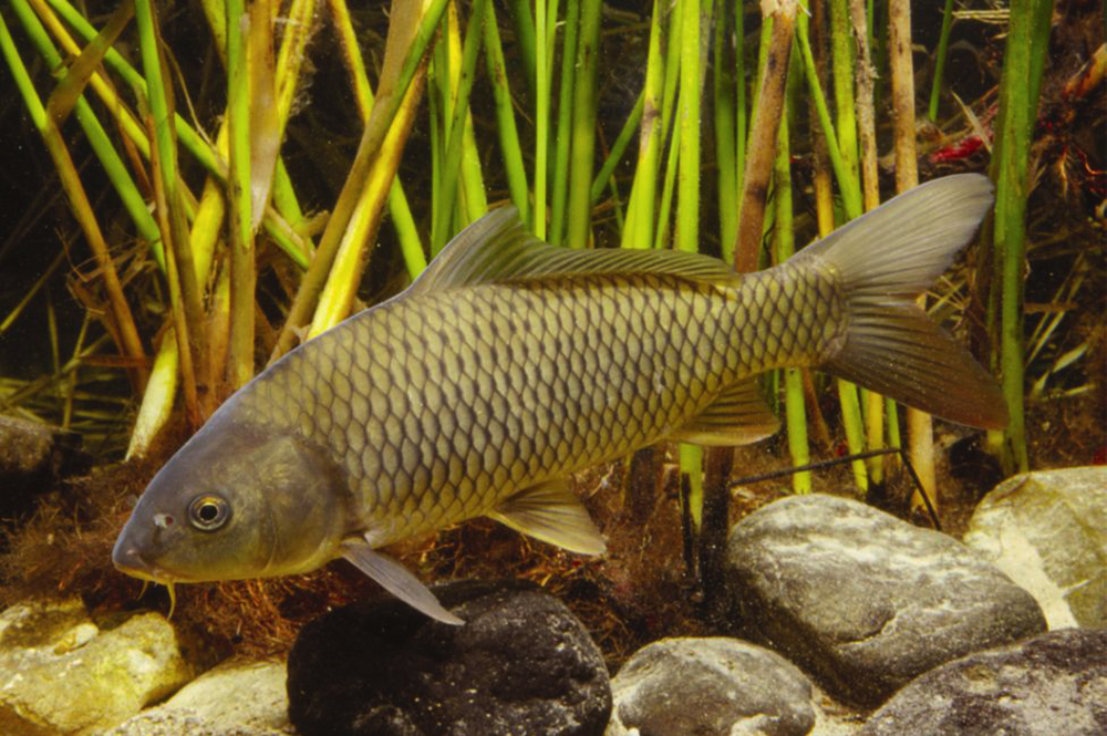  p>鲤(学名: i>cyprinus carpio /i>)是鲤科,鲤属鱼类.