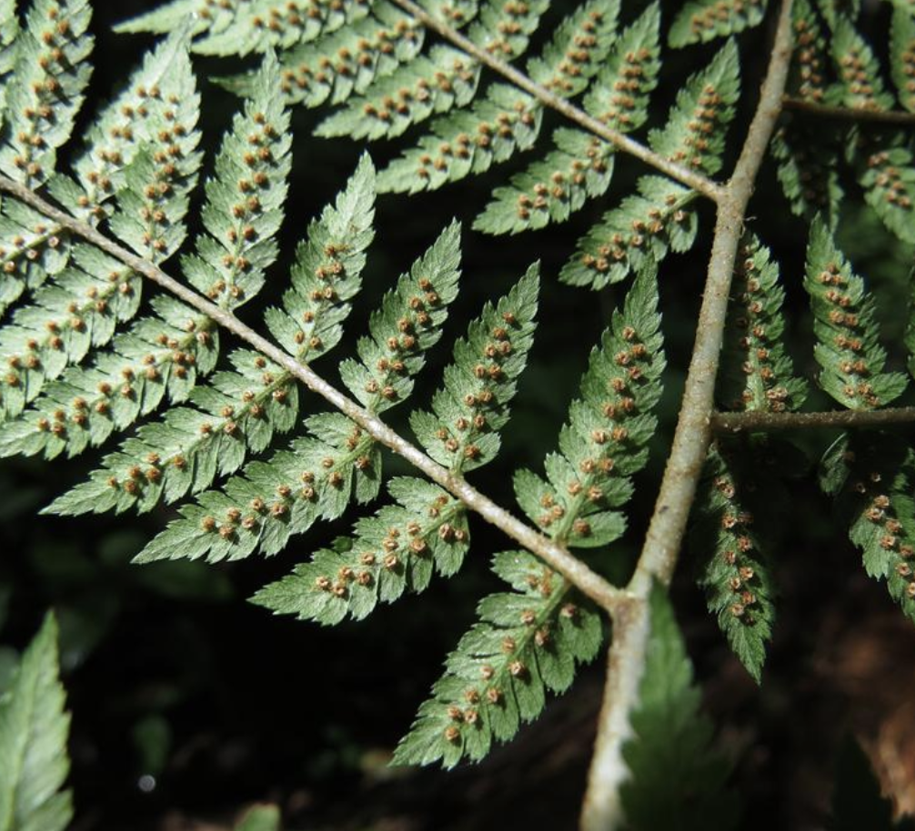  p>华北鳞毛蕨(学名: i>dryopteris goeringiana  /i>(kunze) koidz.