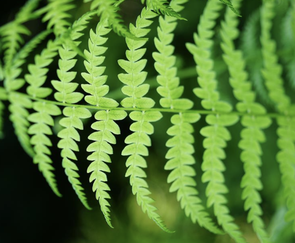  p>沼泽蕨(学名: i>thelypteris palustris /i> (l.