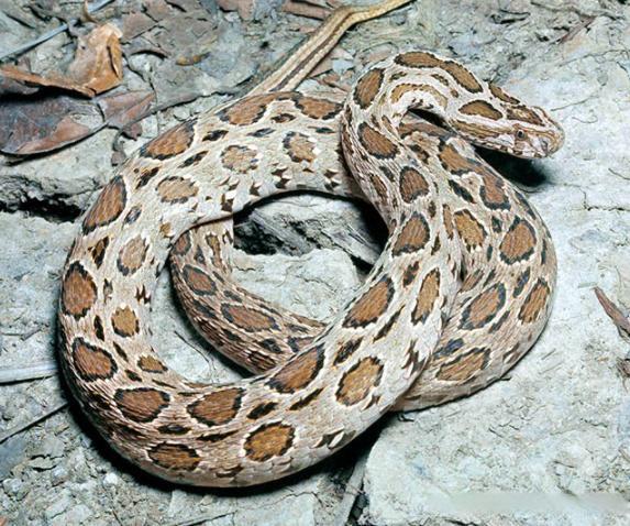 圆斑蝰泰国亚种