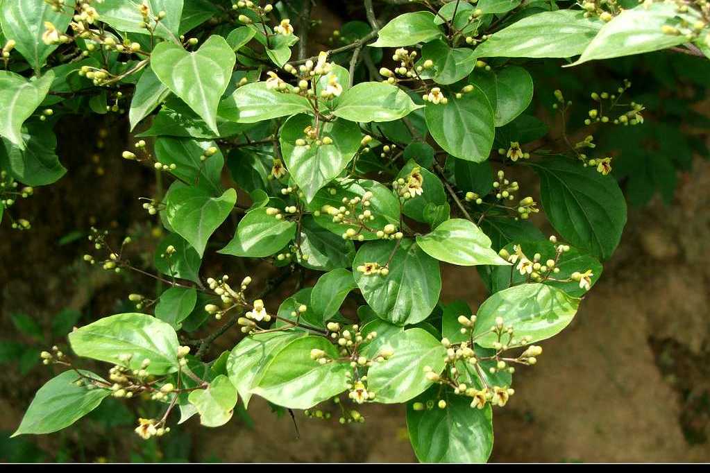  p>豆腐柴属( a target="_blank" href="/item/学名/8074290" data