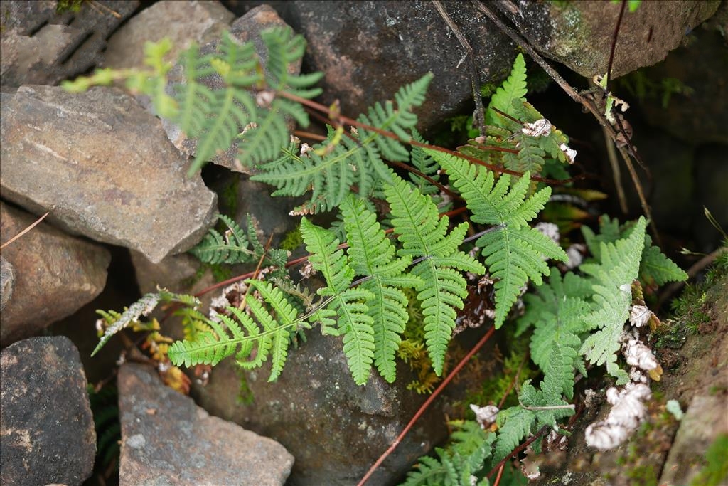  p>多鳞粉背蕨(学名: i>aleuritopteris anceps /i> (blanford)