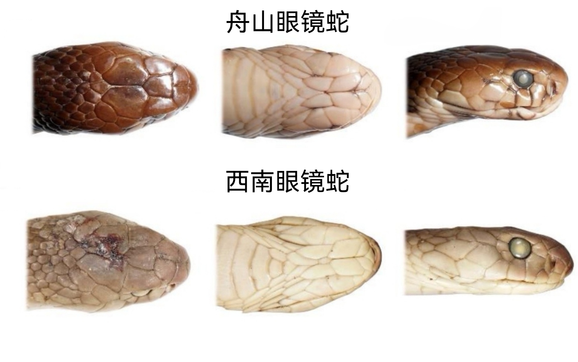 眼镜蛇为什么取名叫眼镜蛇为什么在线