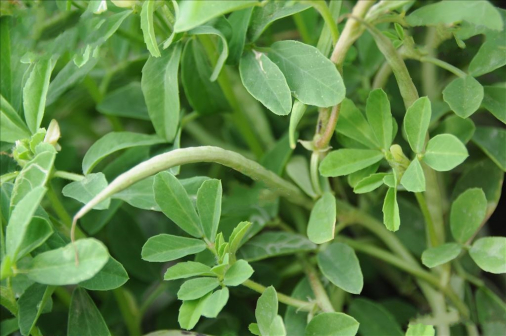胡卢巴（豆科胡卢巴属植物）_百度百科