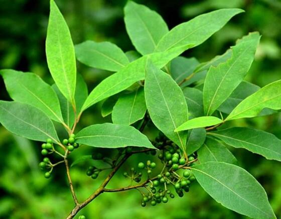 山苍子树