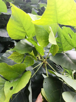 刺桐（豆科刺桐属植物）_百度百科
