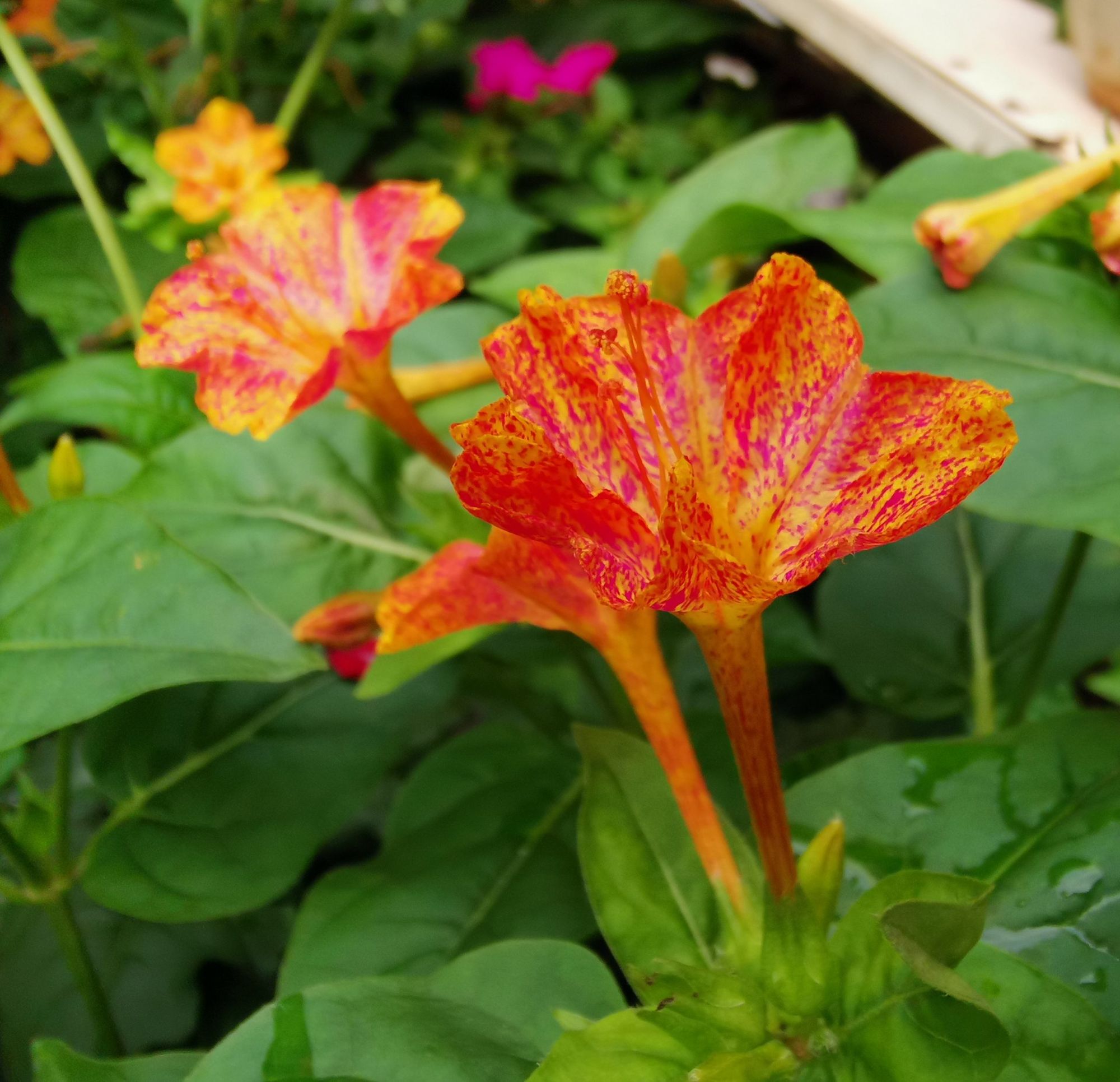  p data-id="tzrnew7zouqk">胭脂花( i>primula maximowiczii /i>