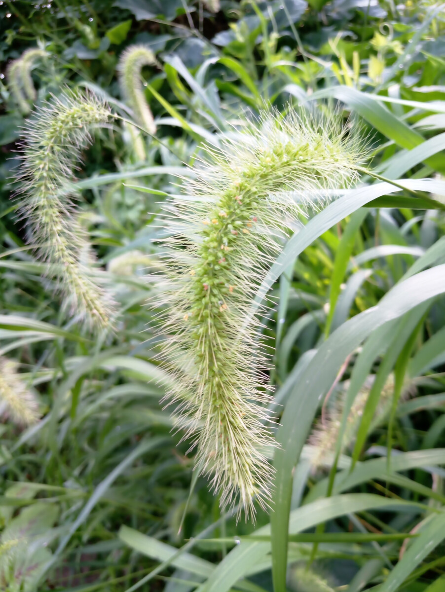  p>锋芒草(学名: b>tragus /b>&nbsp; b>mongolorum /b>&nbsp