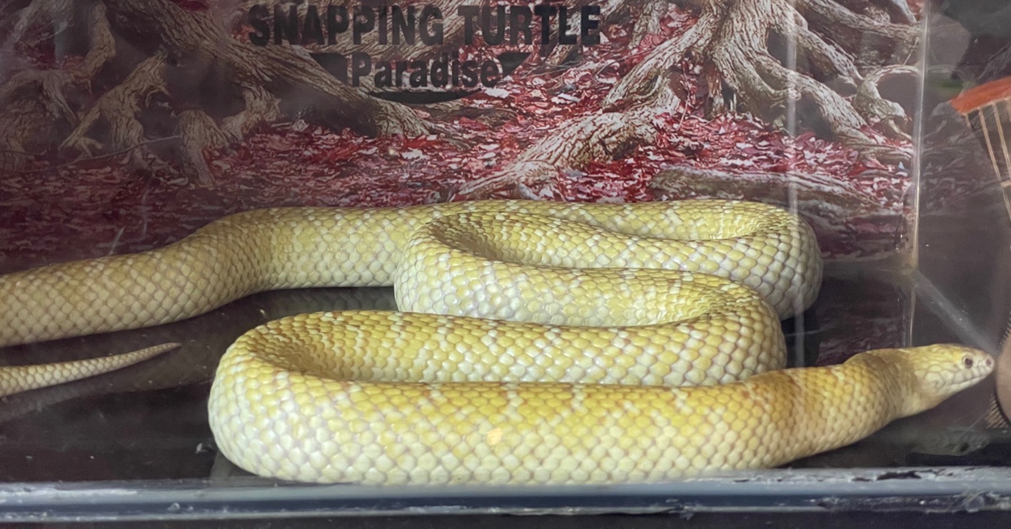  p data-id="gnwnvxtwvq">王蛇(kingsnake),又名皇帝蛇.