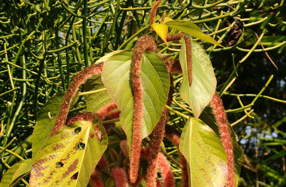 红桑(大戟科铁苋菜属植物)_百度百科
