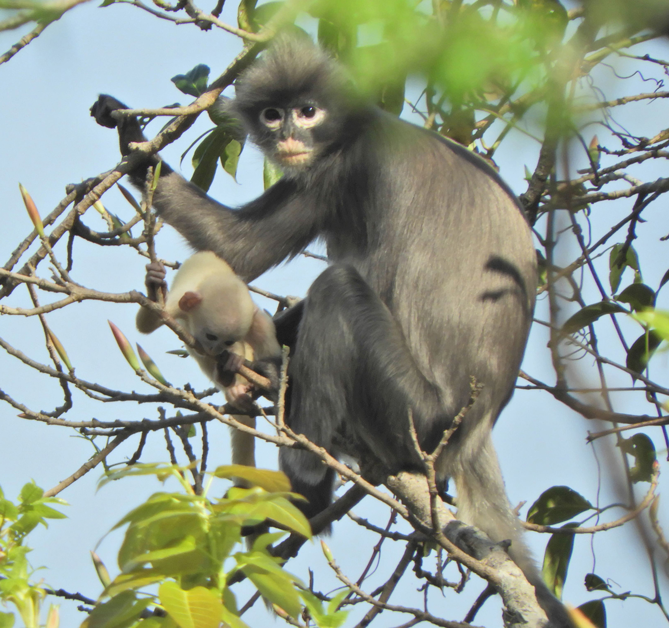  p>波帕叶猴(学名: i>trachypithecus popa /i>):是猴科,乌叶猴属的