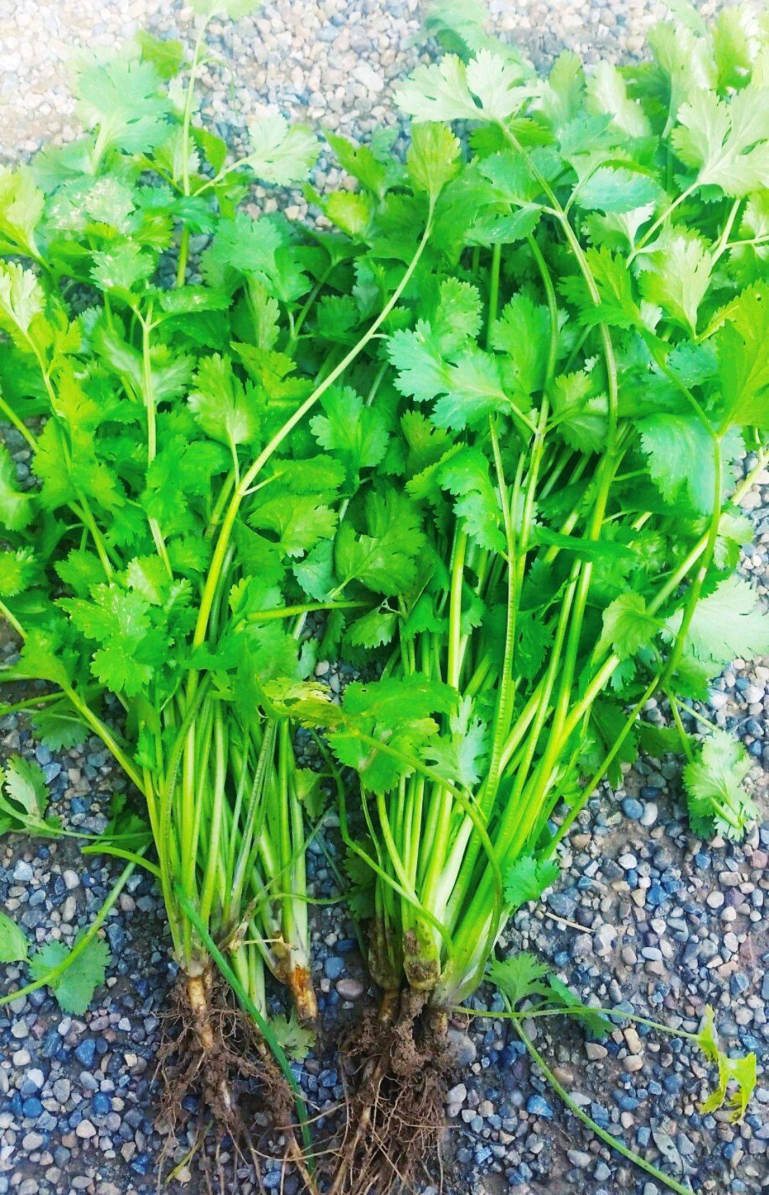 大叶香菜