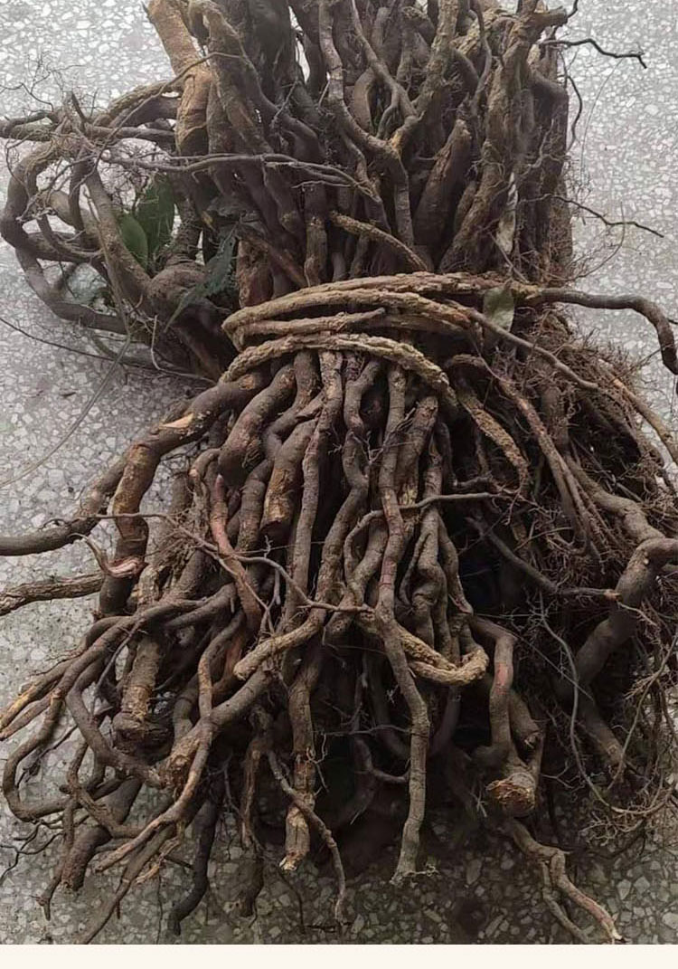 p data-id="tzbcx8g47h3u">钻山风,是番荔枝科瓜馥木属的藤状灌木植物