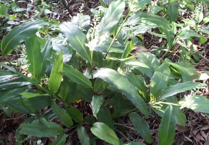  p>光叶山姜( a href="#" data-lemmaid="8074290">学名 /a>: i>