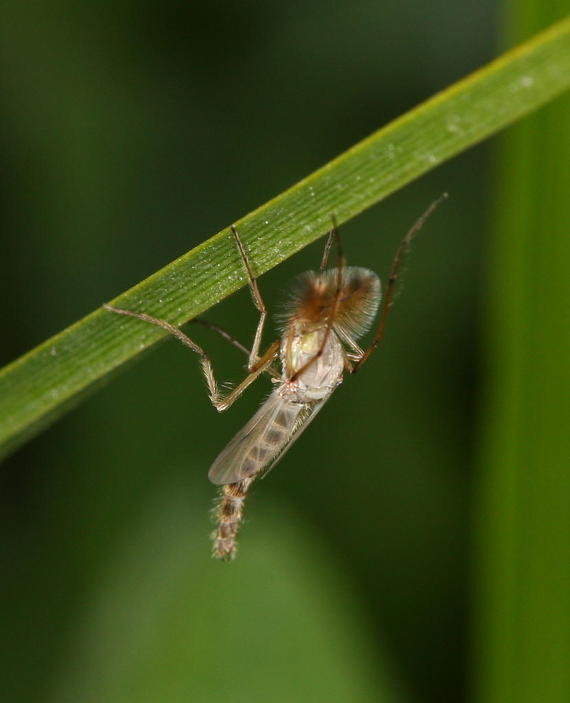 是一种具有刺吸式口器的纤小飞虫. /p>