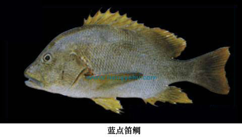  p>蓝点笛鲷,学名: i>lutjanus rivulatus /i> (cuvier, 1828)  ,为 a