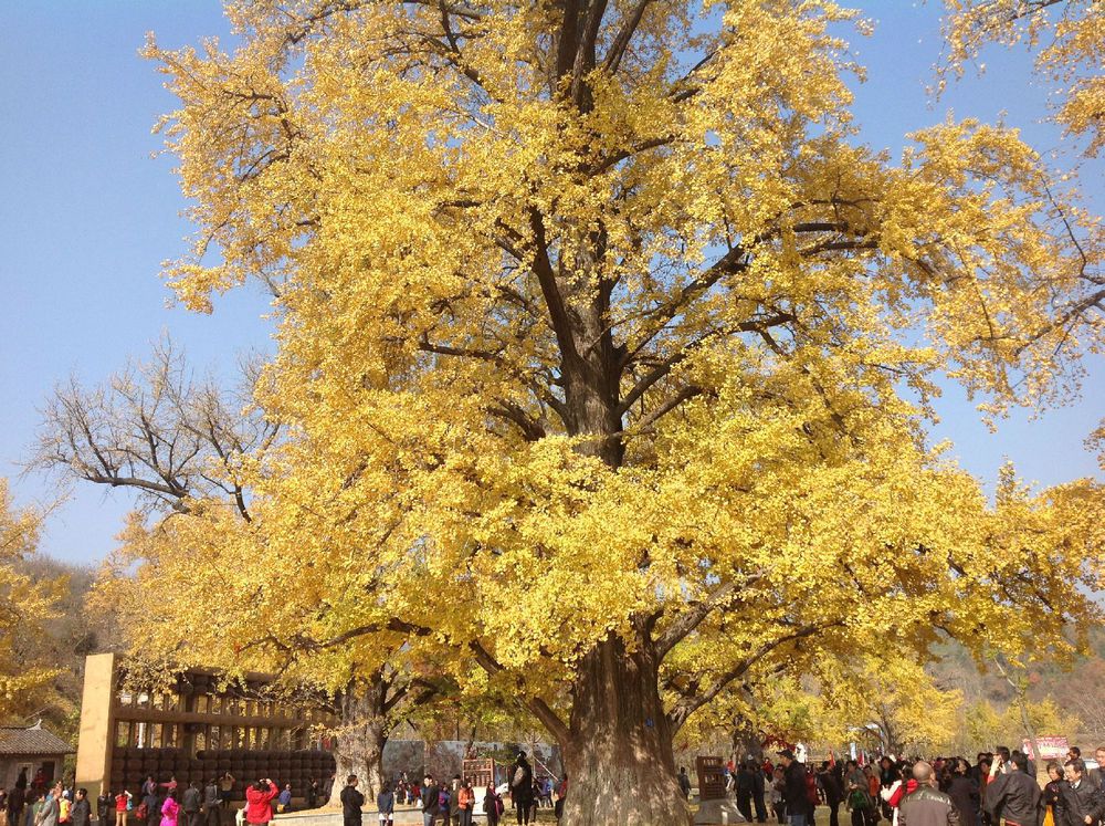  p>大银杏又名银杏,原产于陕西省西安市蓝田县华胥镇阿氏村.