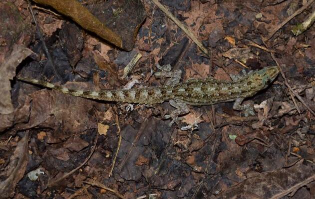  p>原尾蜥虎(学名: i>hemidactylus bowringii /i>)是壁虎科,蜥虎属