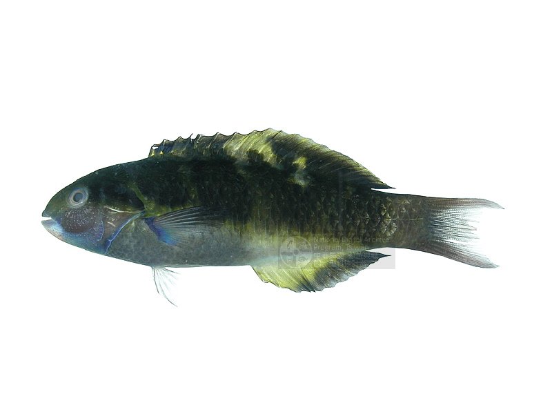  p>多齿蛇鲻是海洋暖水性中下层鱼类.体圆筒形.