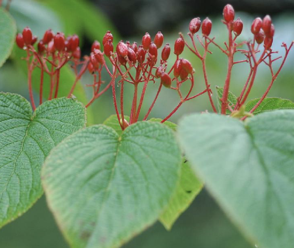  p>阔叶荚蒾(学名: i>viburnum lobophyllum /i> graebn.