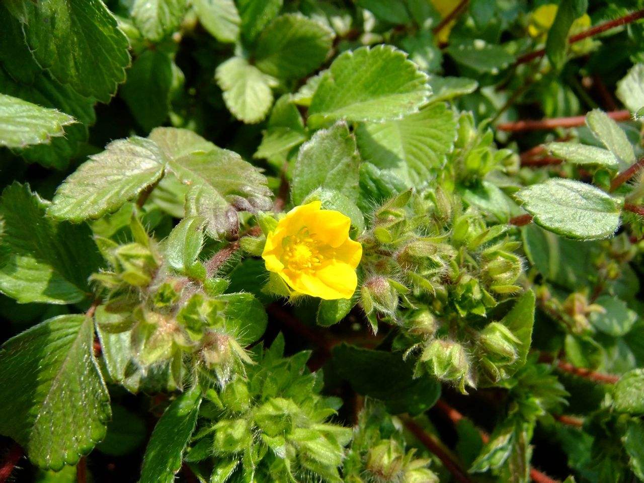  p>腺毛委陵菜(拉丁名:potentilla longifolia willd. ex schlecht.