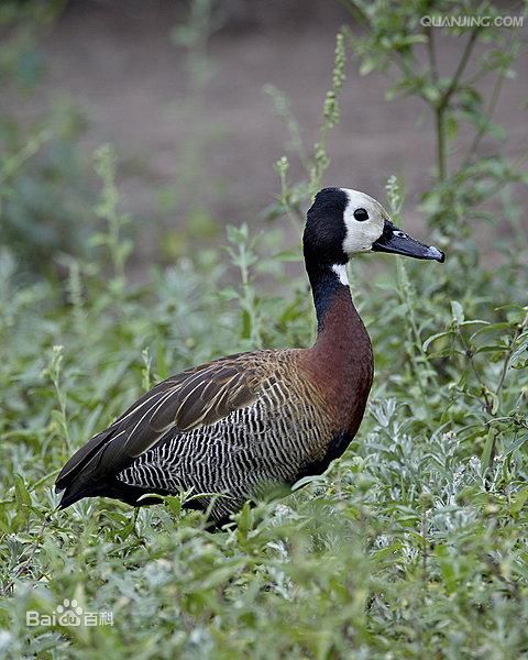  p>白脸树鸭(学名: i>dendrocygna viduata /i>)为 a href="#">雁形目