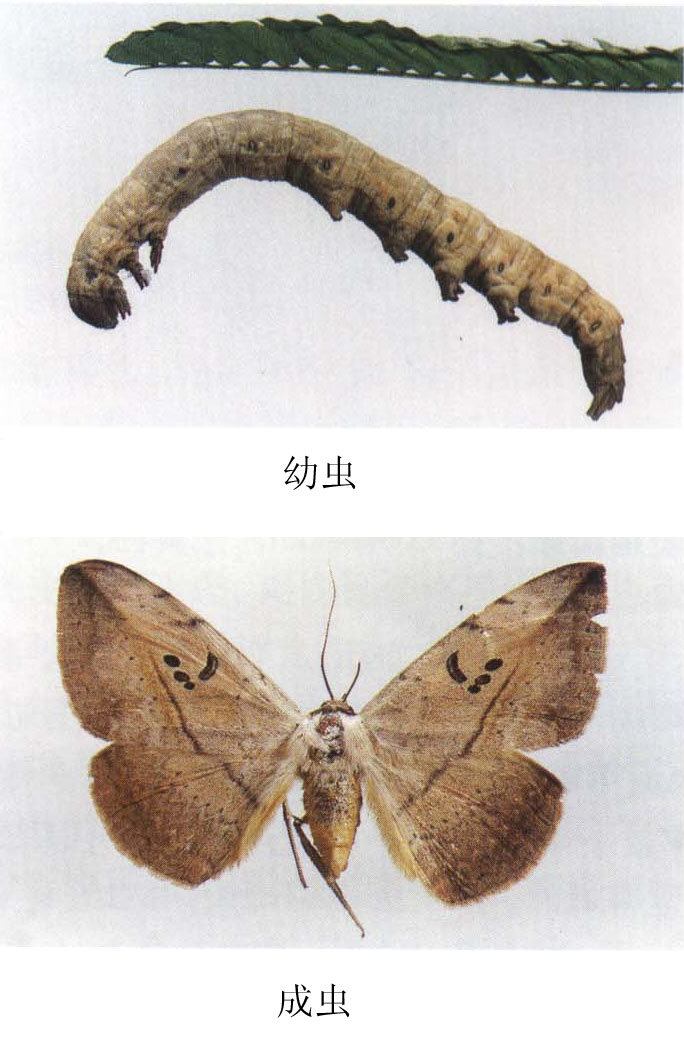 ramboides(butler), a target="_blank" href="/item/昆虫纲/1622302"