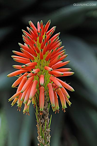  p data-id="tzwdpdrgc5hg">木立芦荟(aloe arborescens)是阿福花科
