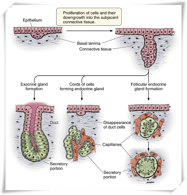  p> a href="#">外分泌 /a>腺与内分泌腺不同,外分泌腺是一类有导管( 