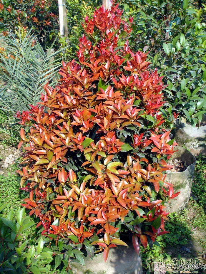 是指其叶片,茎杆等常年呈现出异色(非绿色)的植物,如 a target="