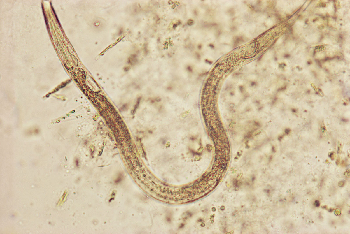 新疆马歇尔线虫