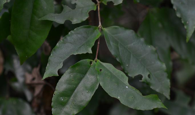  p>扁蒴藤属,学名pristimera miers  ,翅子藤科 .