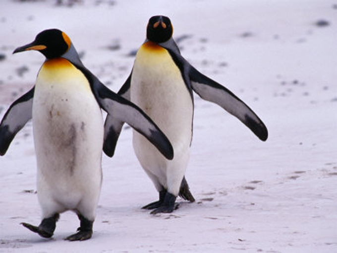  p>王企鹅(学名: i>aptenodytes patagonicus /i>)体长近1米,体重约15