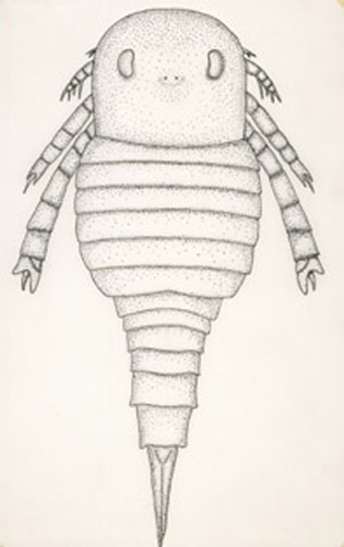  p>拟蟹体鲎paracarcinosoma,属板足鲎目; a target="_blank" href="