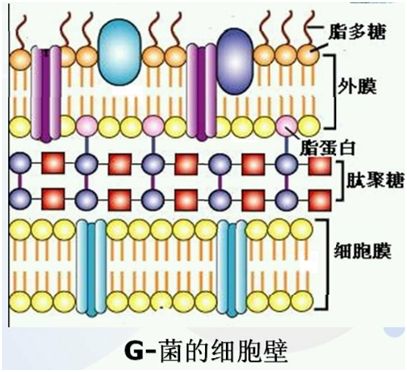 >脂多糖是 a target="_blank" href="/item/革兰氏阴性细菌/12712965"
