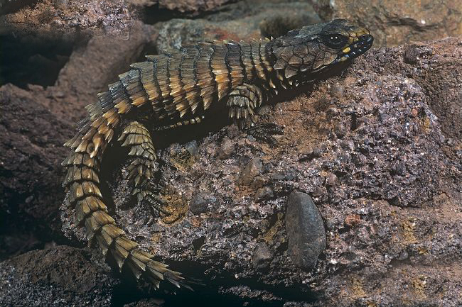 armadillo spiny-tailed lizard