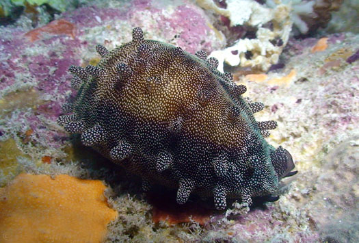  p>酒桶宝螺(学名:talparia talpa talpa)又名是 a href="#" data