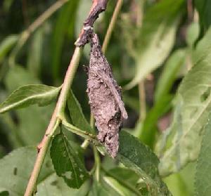 bagworm moths