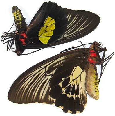  p>小斑裳凤蝶(学名:troides haliphron)是凤蝶科 a target="_blank"