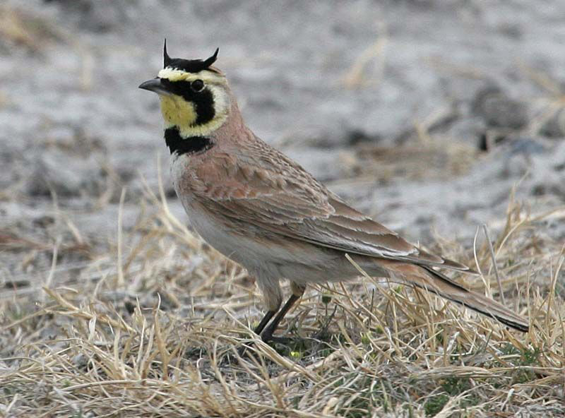  p>角百灵属(学名:eremophila)的 a href="#" data-lemmaid="278334">