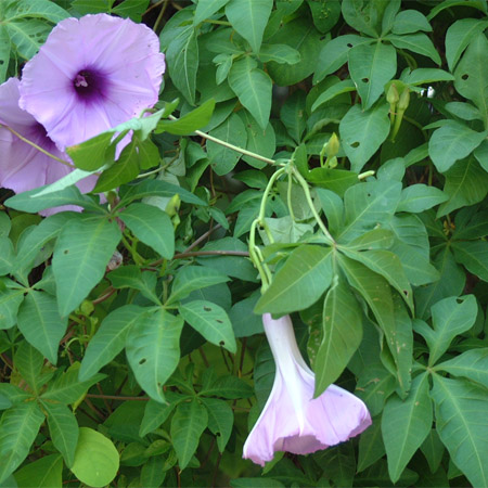  p>五爪金龙(学名: i>ipomoea cairica /i> (l.